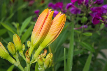 The flower buds