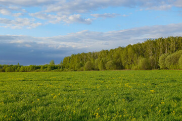 field of spring flowers and perfect sky