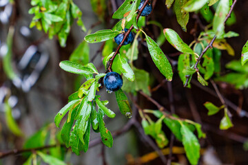 Naklejka premium blueberries on a branch in a bush in pure nature while its raining and the leafs are wet