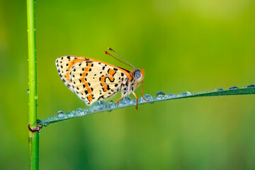 Macro shots, Beautiful nature scene. Closeup beautiful butterfly sitting on the flower in a summer garden.

