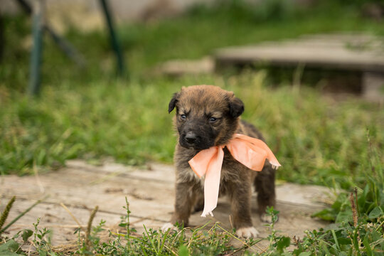 small brown puppy with an orange bow