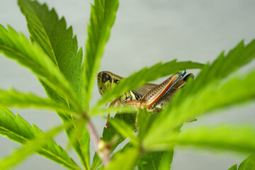 colorful Mexican grasshopper details