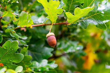 single ancorn hanging on a branch in a tree with a  beautiful and calm close up