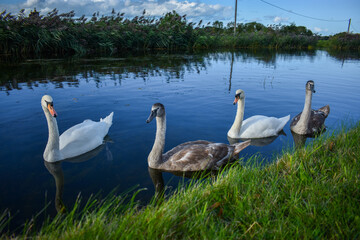 Beautiful Irish Swan in Canal