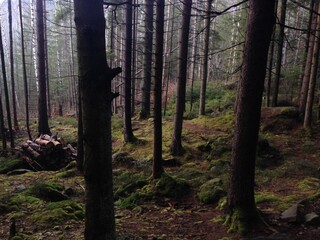 forest in autumn