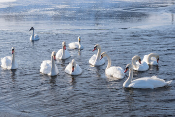 The mute swan (Cygnus olor). White swans on water in winter cold day swimming on river Dnipro in Ukraine.  Migration birds