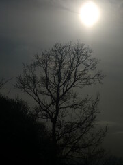 Fototapeta premium 冬曇りのシルエット