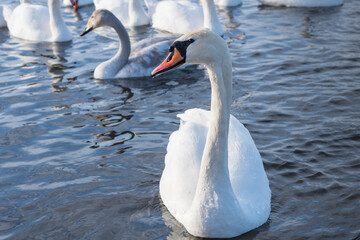 The mute swan (Cygnus olor). White swans on water in winter cold day swimming on river Dnipro in...