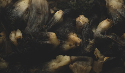 Macro close up of cooked huitlacoche mexican dish