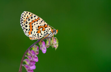 Macro shots, Beautiful nature scene. Closeup beautiful butterfly sitting on the flower in a summer garden.

