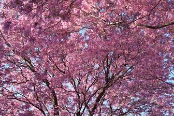LAPACHOS, arboles de flores rosas