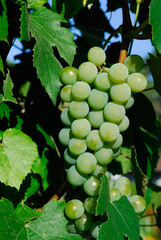 Cluster of unripe concord grapes growing on the vine in full sun