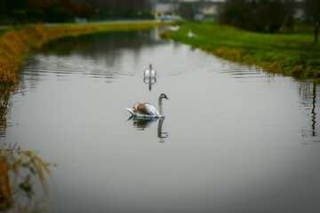 Beautiful Irish Swan in Canal