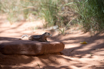 Curious squirrel looking for food in a desert canyon