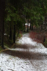 
Snow trail in the forest