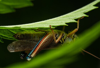 colorful Mexican grasshopper details