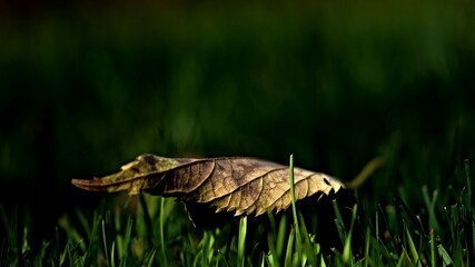 fallen leaves in the garden