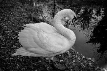 Beautiful Irish Swan in Canal