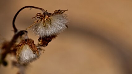 some plant in the autumn garden macro