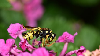 wasp on colorful flowers macro