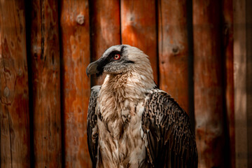 Predator bird in the cage, danger animal