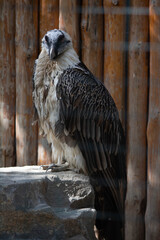 Predator bird in the cage, danger animal