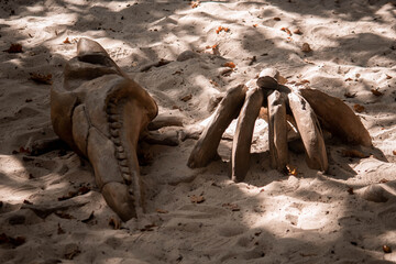 bones of a large bird pterodactyl in the sand © Artur Kiselev