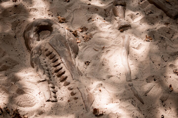 bones of a large bird pterodactyl in the sand © Artur Kiselev