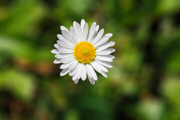 Sch&ouml;ne wei&szlig; gelbe G&auml;nseblume