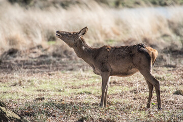 Deer at Richmond Park