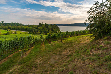 Fototapeta na wymiar Hiking path through the beautiful vineyards on Lake Constance near Uberlingen
