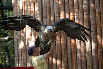 Predator bird in the cage, danger animal
