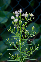 Weißes Berufskraut mit aufgehenden Blütenkapseln, Erigeron bonariensis,