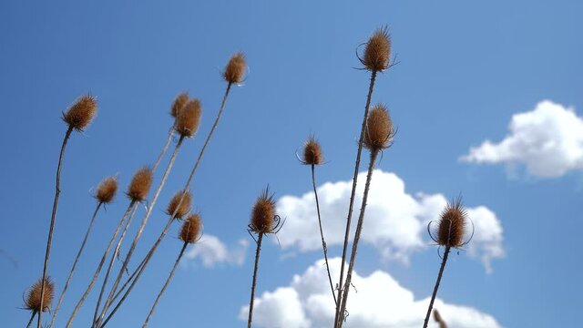 Wilde Karde - mehrere vertrocknete Bl&uuml;tenst&auml;nde der stacheligen Pflanze vor blau-wei&szlig;em Himmel