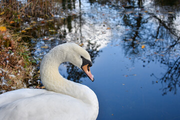 Beautiful Irish Swan in Canal