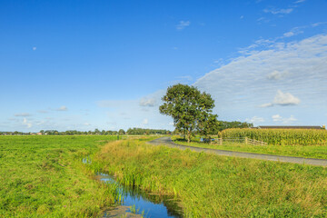 Obraz premium Dutch summer polder landscape in perspective with roadway and adjacent ditch and green meadows, a solitary tree and a field with maize against a blue sky with veil clouds