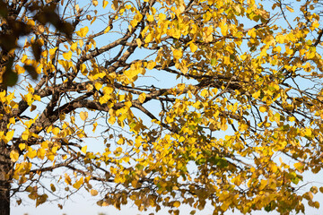 autumn tree branches with yellow leaves against the blue sky