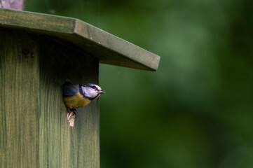 Blue tit peaking out of a nesting box ready to fly off