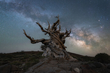 Milky Way Galaxy at Ancient Bristlecone Pine Forest
