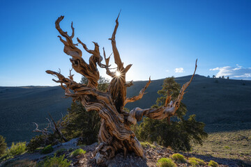Sunburst through ancient bristlecone pine tree