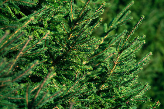 background image of fresh spruce branches close - up