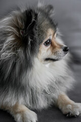 pomeranian dog portrait