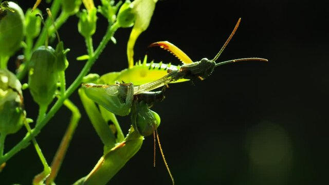 Europ&auml;ische Gottesanbeterin (Mantis religiosa)
