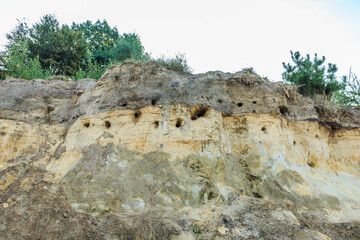 Steep sand bank with different types of soil layers and nest Burrows of Bank swallows, Riparia riparia