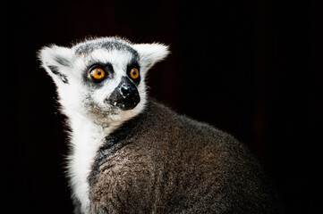 Portrait d'un lémurien maki catta