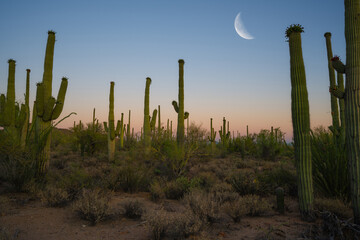 Moon over Saguaro National Park cactus at dusk