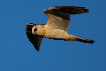 Close-up of a juvenile white-tailed kite flying in the wild, seen in beautiful light in North California 