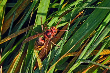 Hornisse ( Vespa crabro ).