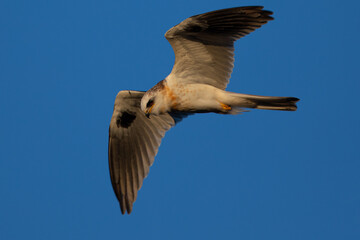 Close-up of a juvenile white-tailed kite flying in the wild, seen in beautiful light in North...