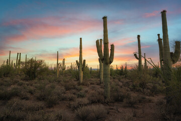 Colorful sunrise near Saguaro National Park in Arizona